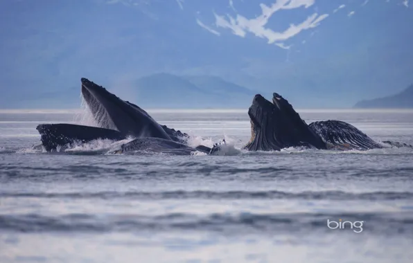 Sea, landscape, Alaska, USA, Alaska, Lynn Canal, humpback whales