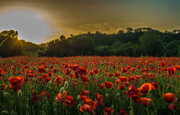 Forest, the sky, the sun, rays, light, sunset, flowers, Maki