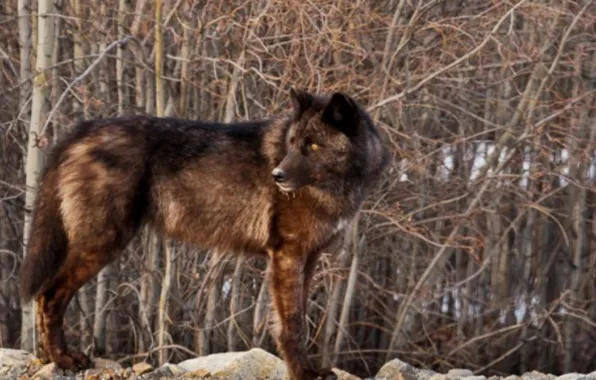 Nature, predator, animal, wolf, wildlife, portrait, portrait., Canis lupus. face