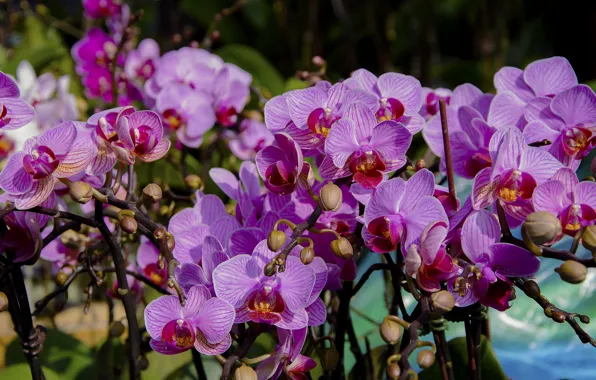 Picture petals, orchids, flowering, flowers