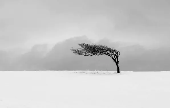 Picture winter, field, landscape, tree
