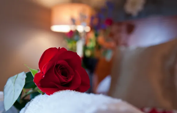 Picture macro, room, roses