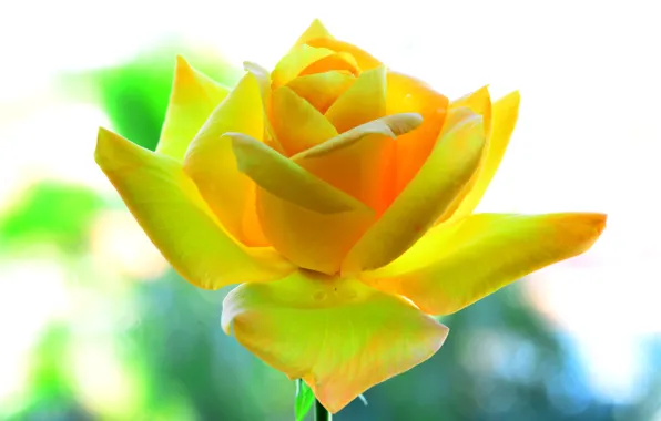 Picture background, rose, petals, yellow