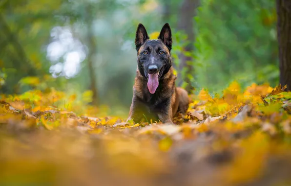 Autumn, language, look, nature, pose, Park, foliage, dog