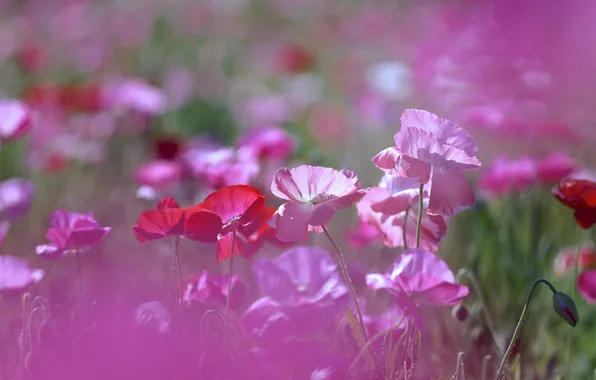 Field, grass, nature, Maki, petals, meadow