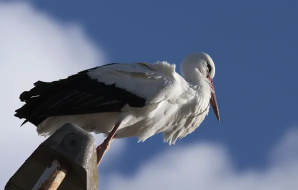 The sky, bird, stork