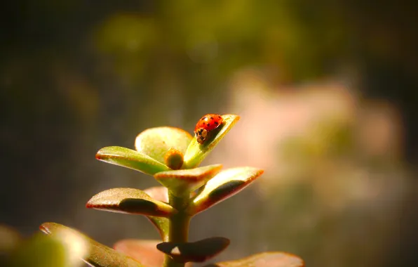 Picture macro, plant, ladybug, insect