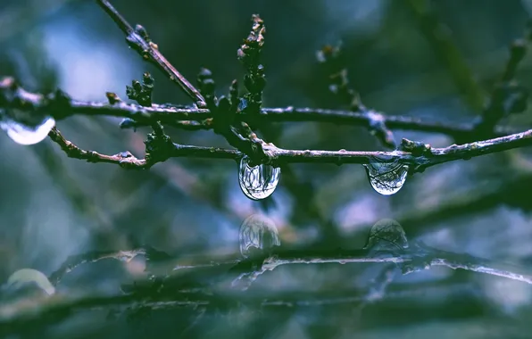 Picture autumn, drops, macro, reflection, sprig, branch