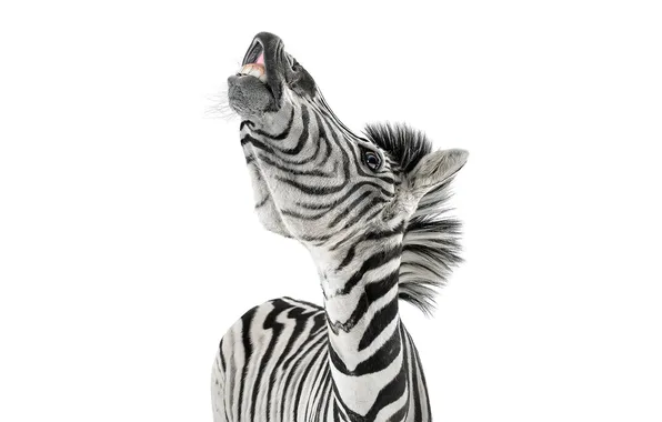 Picture face, background, teeth, Zebra, Zebra