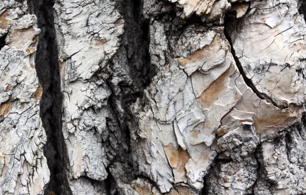 Background, tree, bark