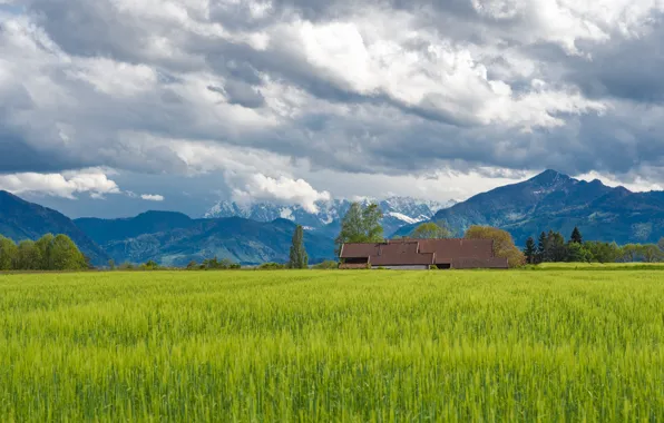 Greens, field, summer, the sky, grass, clouds, mountains, house