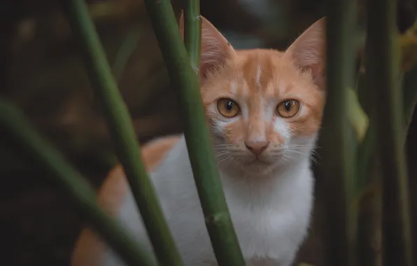 Cat, cat, look, pose, face