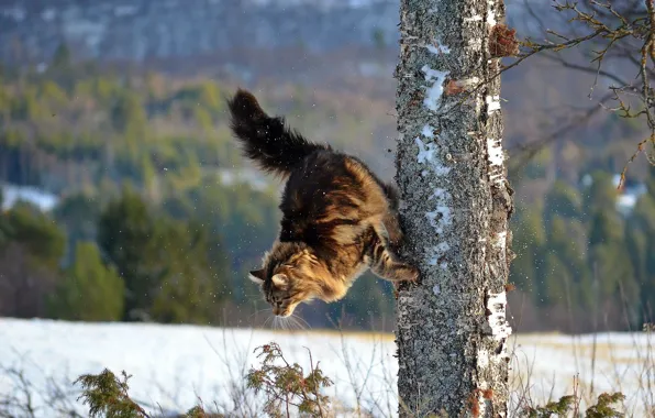 Winter, cat, cat, tree, parkour