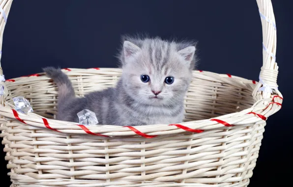 Picture fluffy, kitty, basket