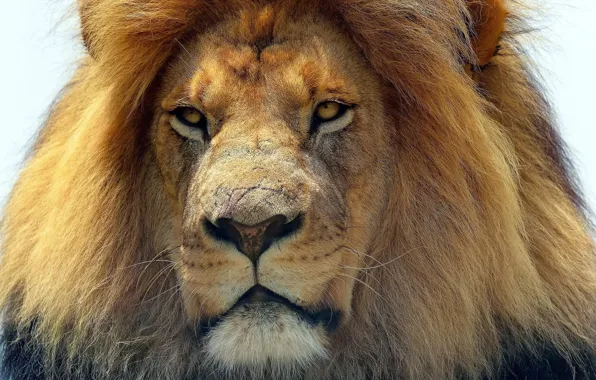 Cat, look, animal, predator, Leo, the king of beasts, predator, head
