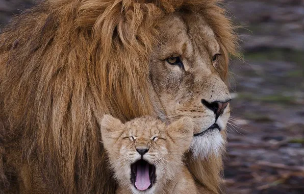 Picture reverie, confidence, power, calm, power, father, Lions, cub