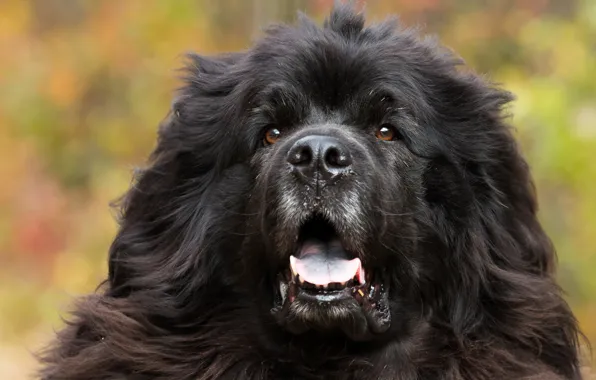 Picture face, dog, dog, Newfoundland