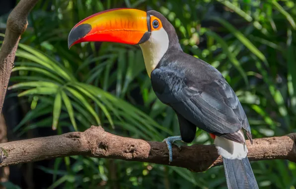 Leaves, birds, tree, branch, Toucan