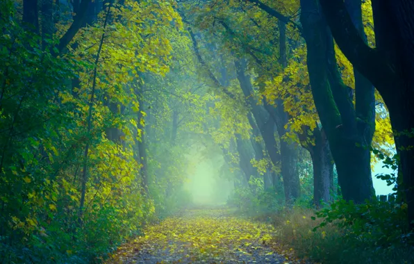Picture road, autumn, forest, leaves, trees, nature, fog