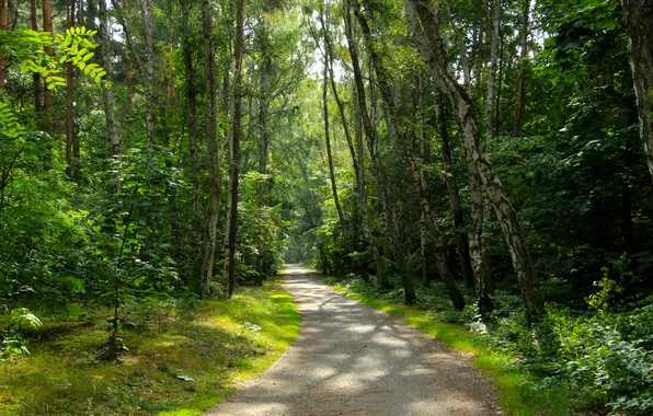Forest, trees, park, alley
