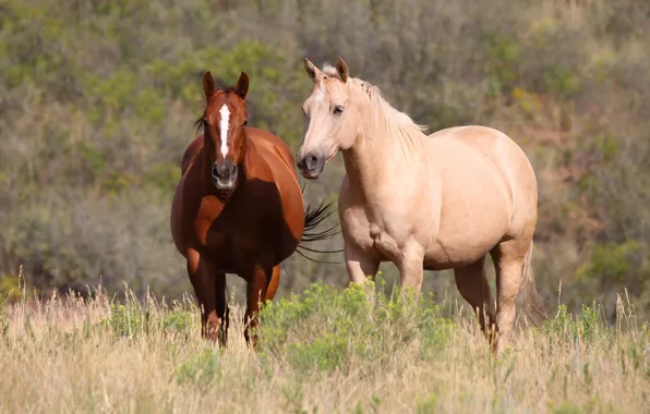 Field, summer, grass, nature, horse, horse, two, pair