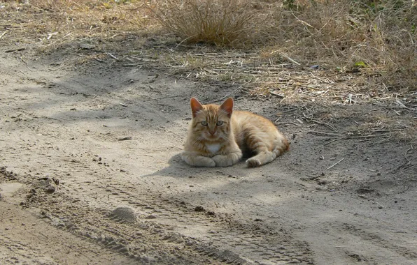 Cat, macro, Nature, Road, the owner, Belarus, my photo