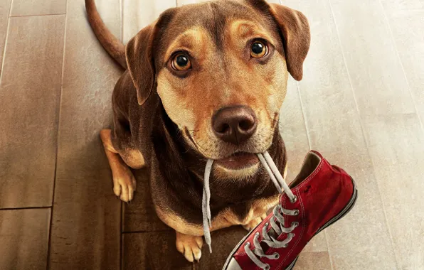 Look, face, sneakers, dog, floor, laces, bokeh, The way home