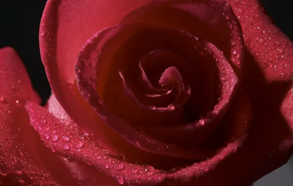 Drops, flowers, Rosa, rose, petals, Bud