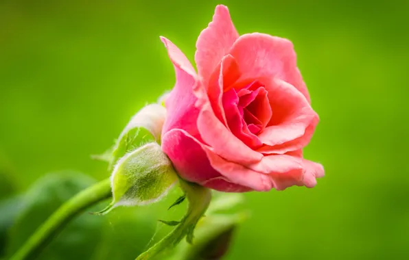 Macro, rose, Bud