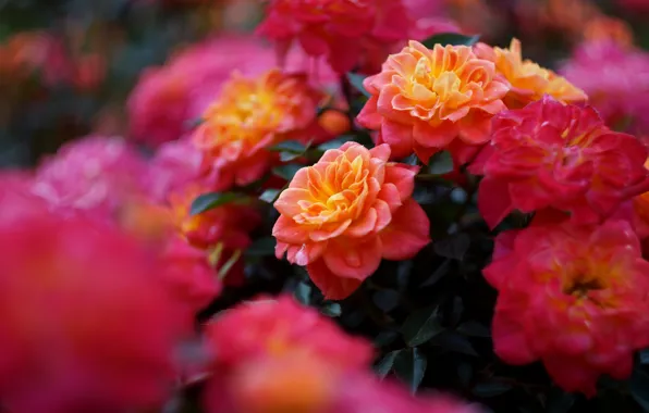 Picture flowers, bright, rose, roses, branch, garden, red, orange