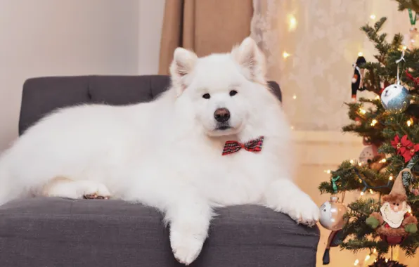 Look, pose, dog, Christmas, New year, white, face, Samoyed