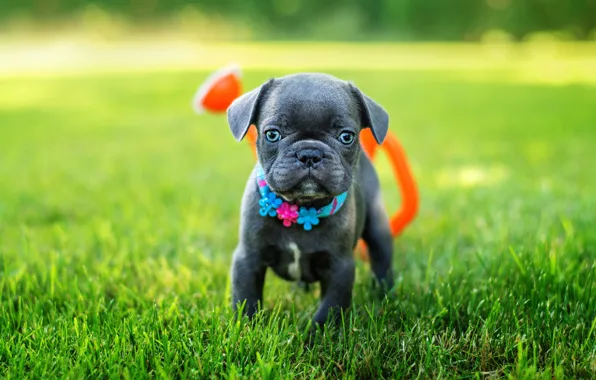 Greens, summer, grass, look, grey, glade, dog, baby