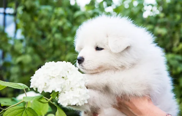 White, look, flowers, nature, hand, dog, baby, puppy