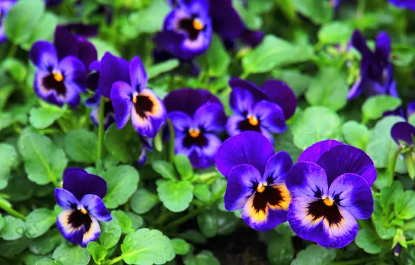 Greens, leaves, flowers, spring, garden, purple, Pansy, flowerbed