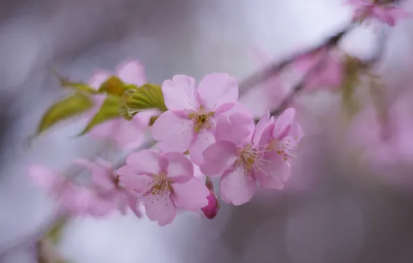 Leaves, macro, flowers, cherry, tenderness, blur, branch, spring