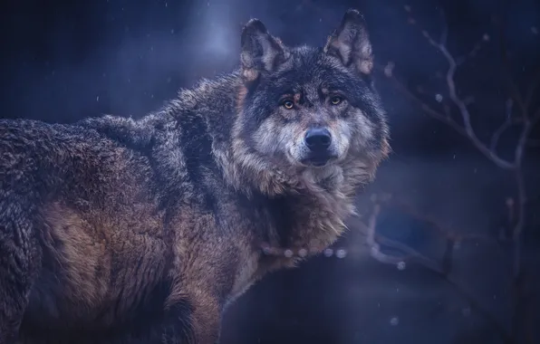 Look, face, night, branches, grey, wolf, twilight, bokeh