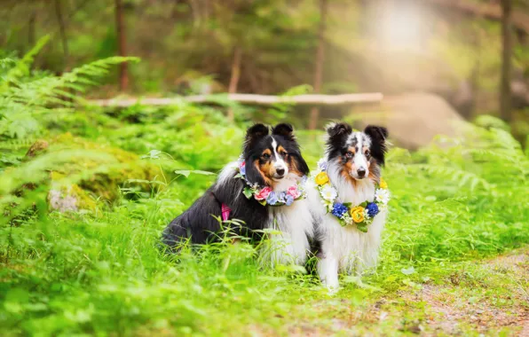 Dogs, look, nature, pose, a couple, Duo, collie, two dogs