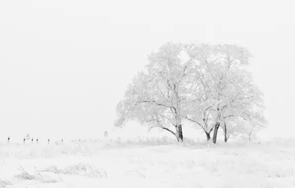 Winter, Field, Trees, Snow, Frost, Blizzard, Winter, Frost
