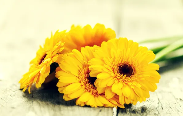 Flowers, yellow, gerbera, yellow, flowers, gerbera