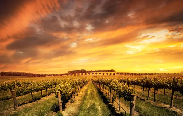 Picture field, the sky, clouds, trees, palm trees, Australia, glow, plantation
