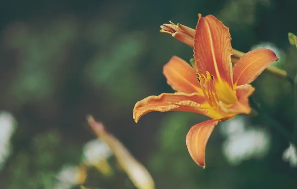 Flower, orange, petals