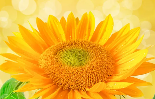 Picture flower, sunflower, Sunny colors