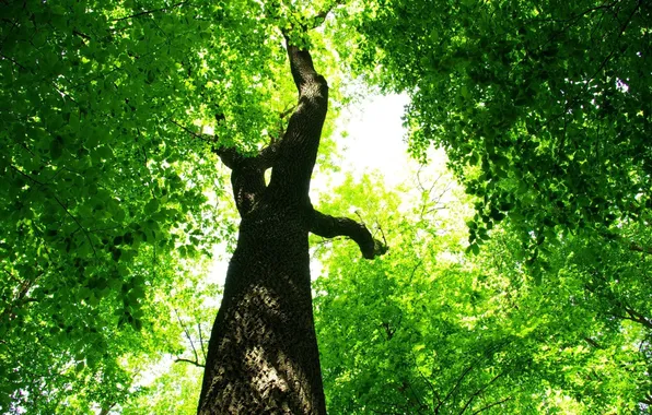 Leaves, green, tree, foliage, trunk, bright