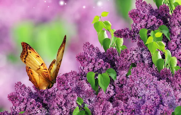 Picture leaves, close-up, branches, glare, butterfly, lilac, bokeh