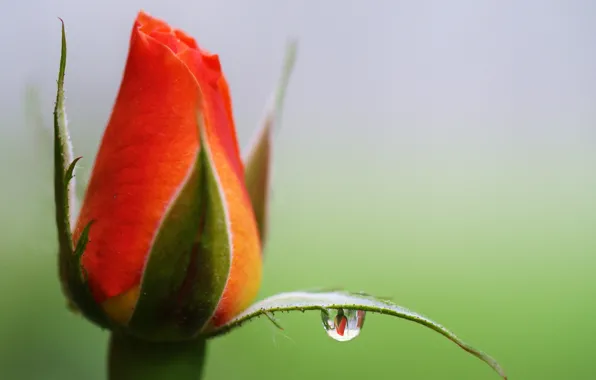 Flower, reflection, rose, drop, Bud