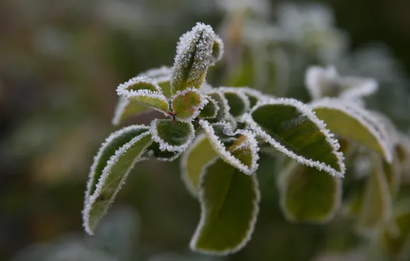 Cold, frost, macro, nature, sprig, background, Wallpaper, plant