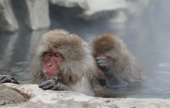 Face, wool, pond, Japanese macaques