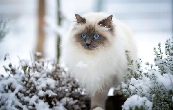 Winter, cat, cat, look, snow, nature, pose, garden