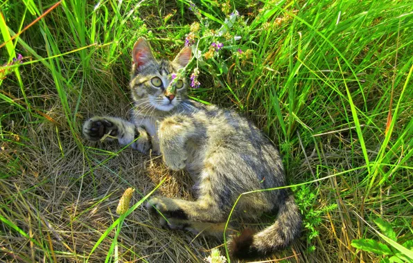 Summer, grass, cat, meadow, kitty, kitty, cat, Meduzanol ©