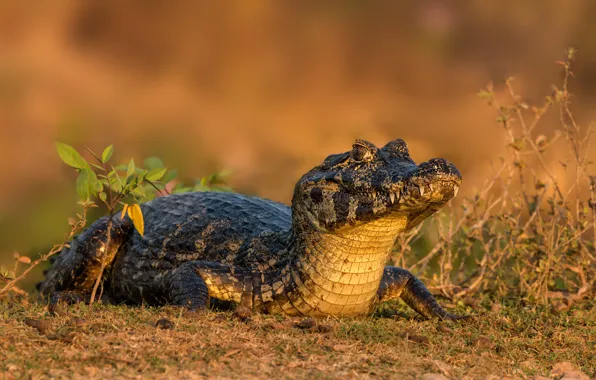 Face, background, crocodile, alligator